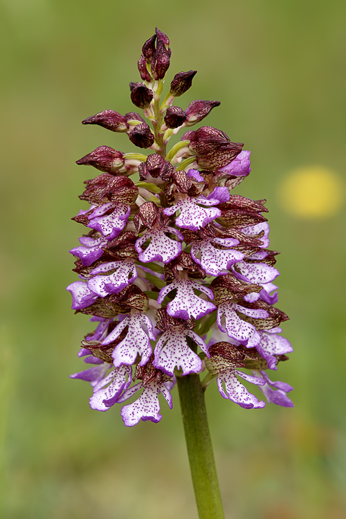 Spettacolo di Orchis purpurea!